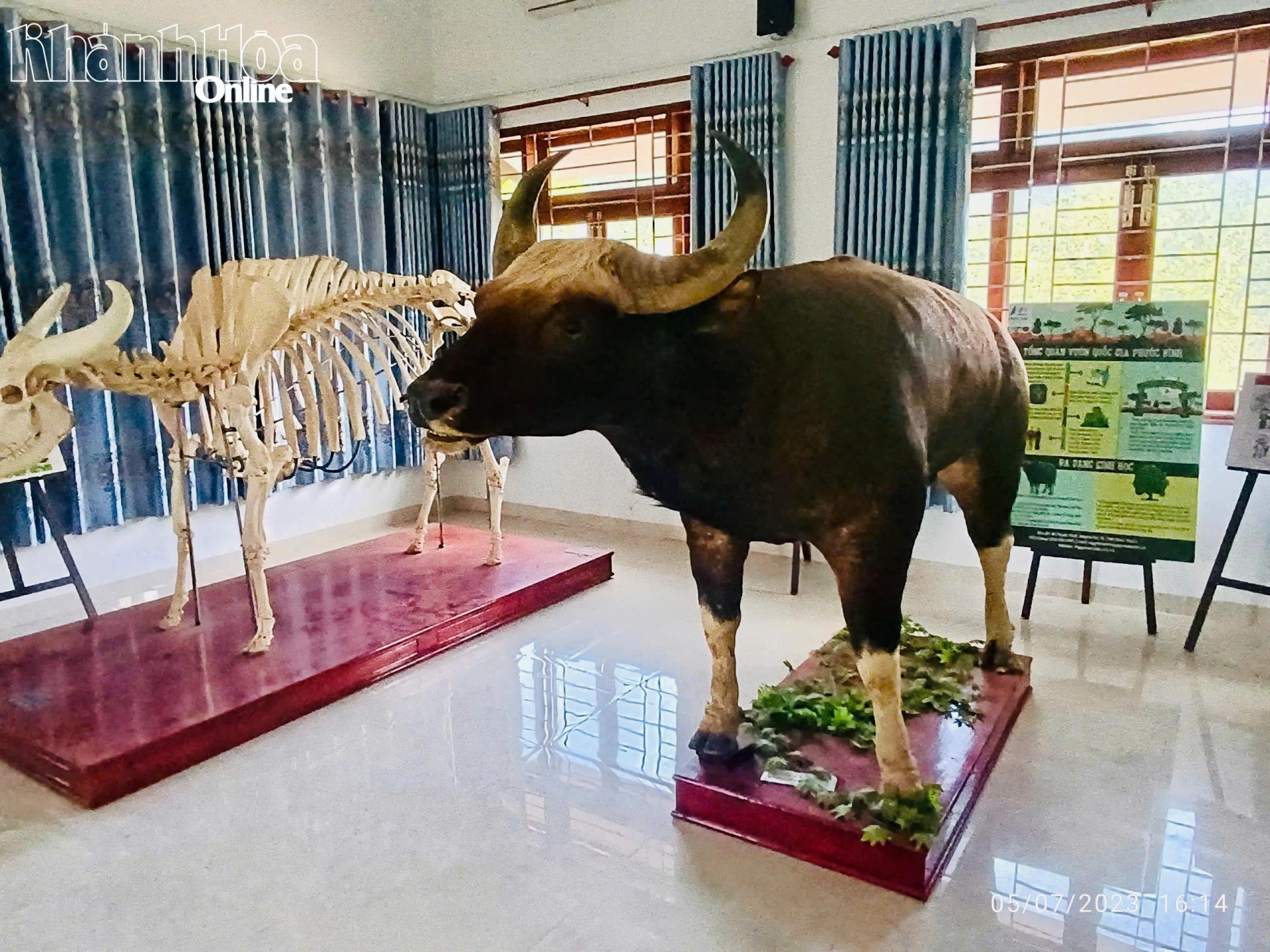 Tiêu bản bò tót đực hoang dã, cá thể được xác định là “cha” của quần thể bò tót lai tự nhiên tại Phước Bình.