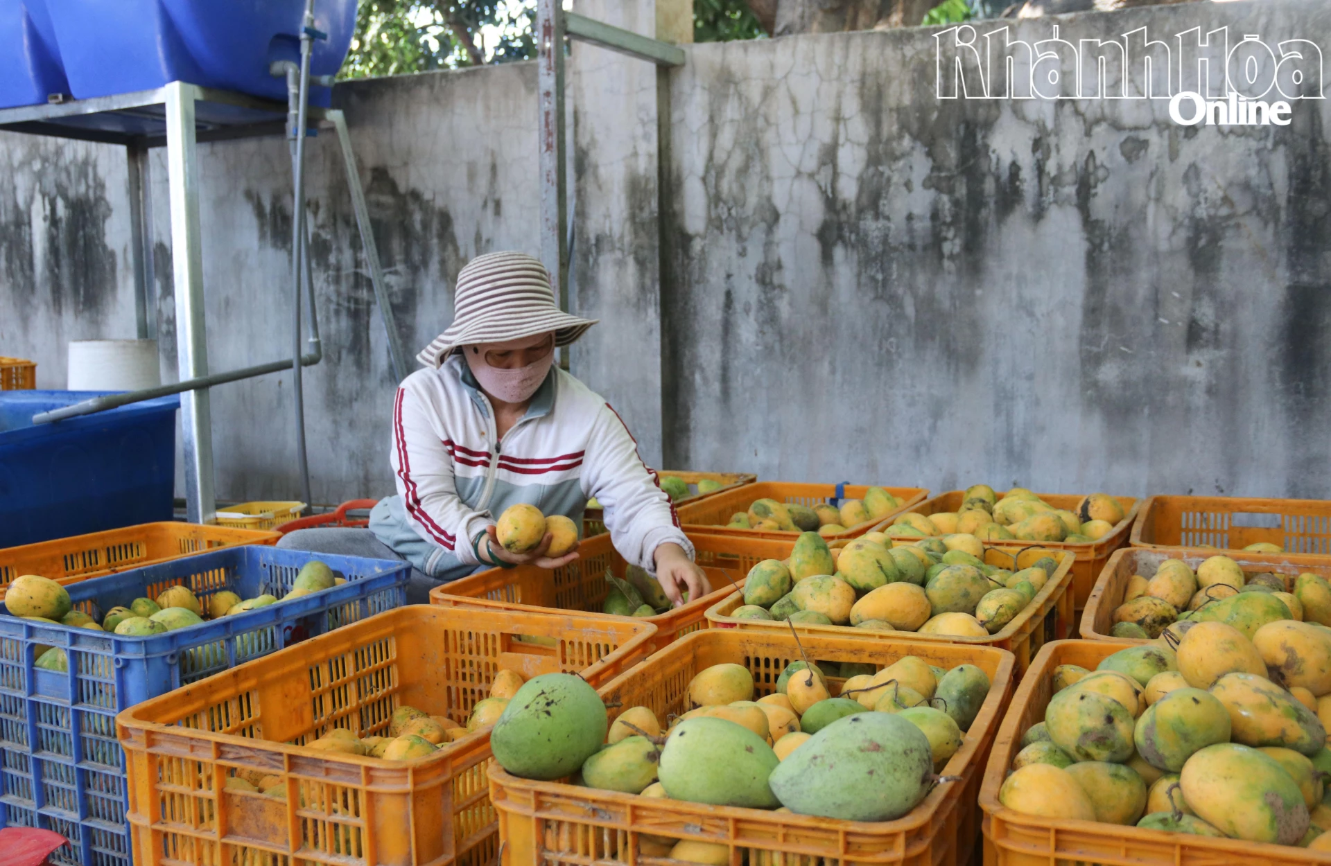 Xoài được lựa chọn kỹ lưỡng trước khi đem sơ chế.