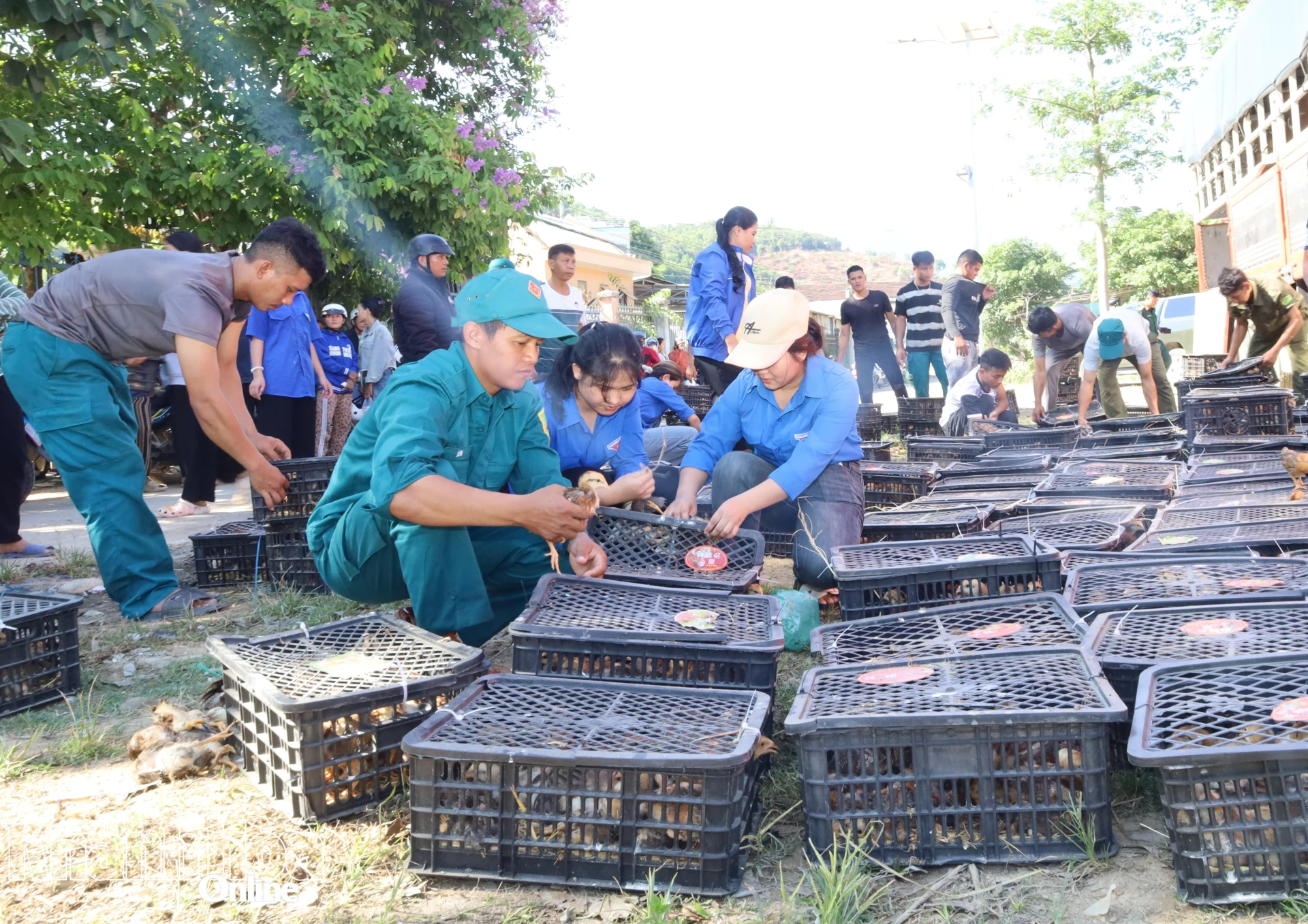 Các lực lượng của địa phương tham gia tập kết con giống vật nuôi để trao tặng cho người dân.