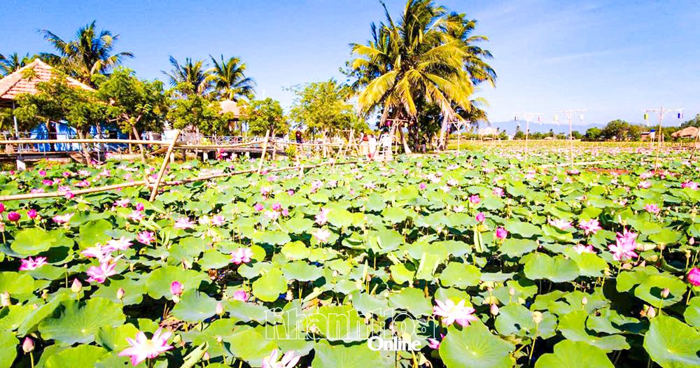 Khu du lịch sinh thái Sen Mỹ Hưng, thôn Mỹ Nghiệp thu hút nhiều du khách.