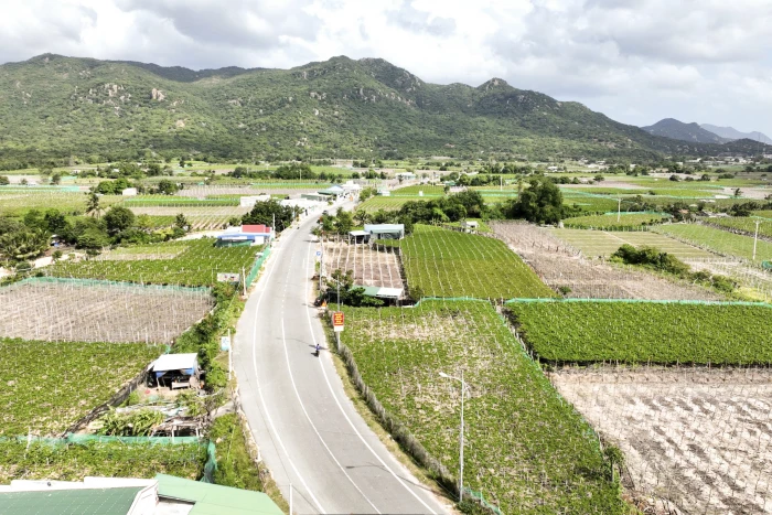 Qua miền nho Thái An