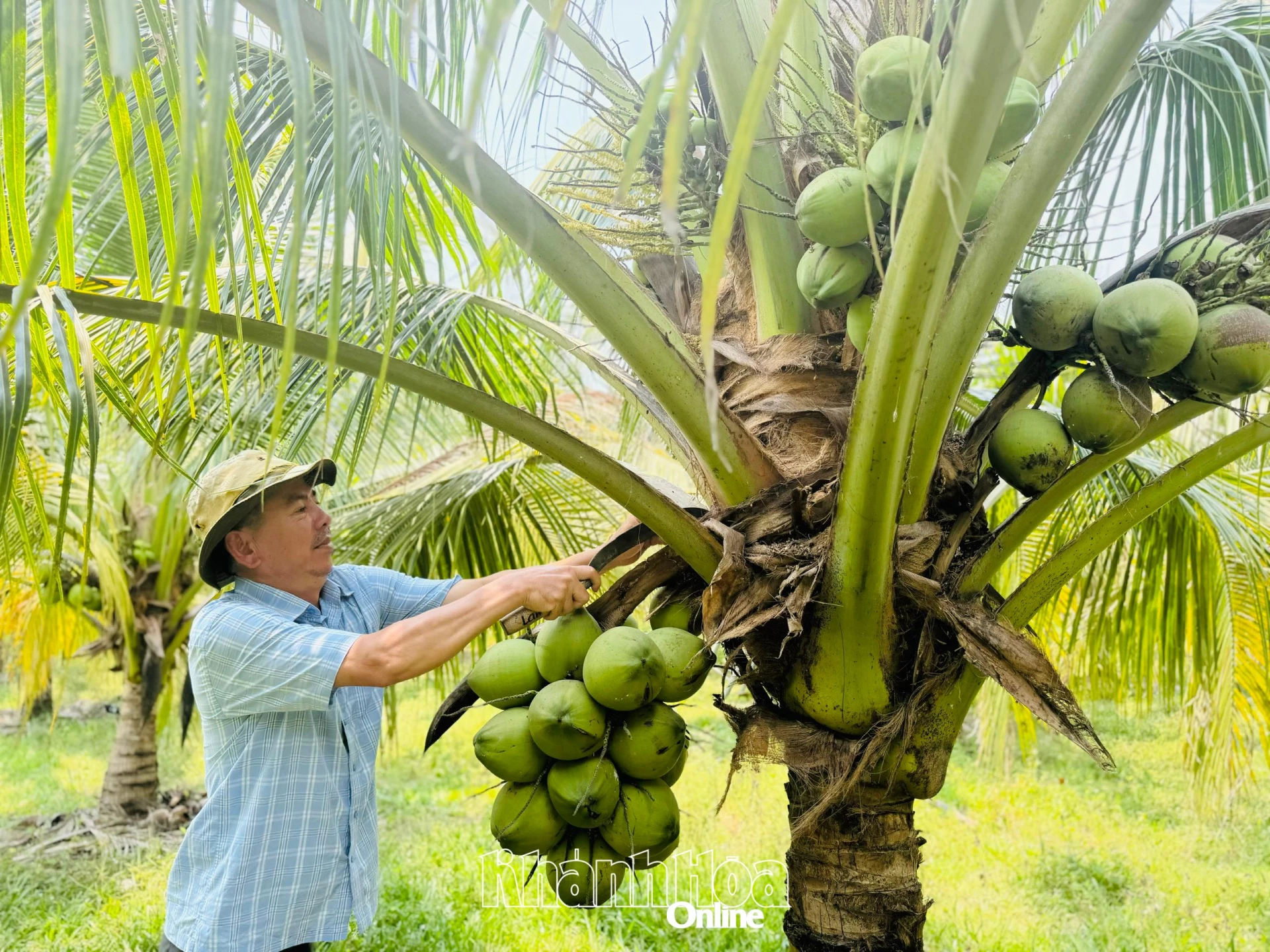 Vườn dừa trĩu quả của gia đình ông Phạm Minh Chính.