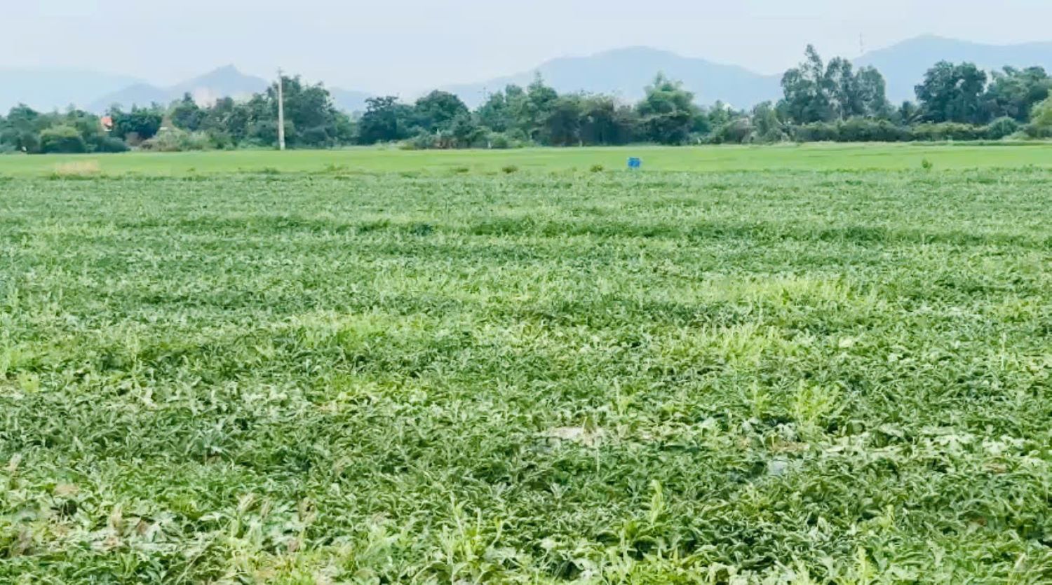 Nông dân chuyển đổi trồng dưa hấu trên chân ruộng trồng lúa tại thôn Bình Trung 2.