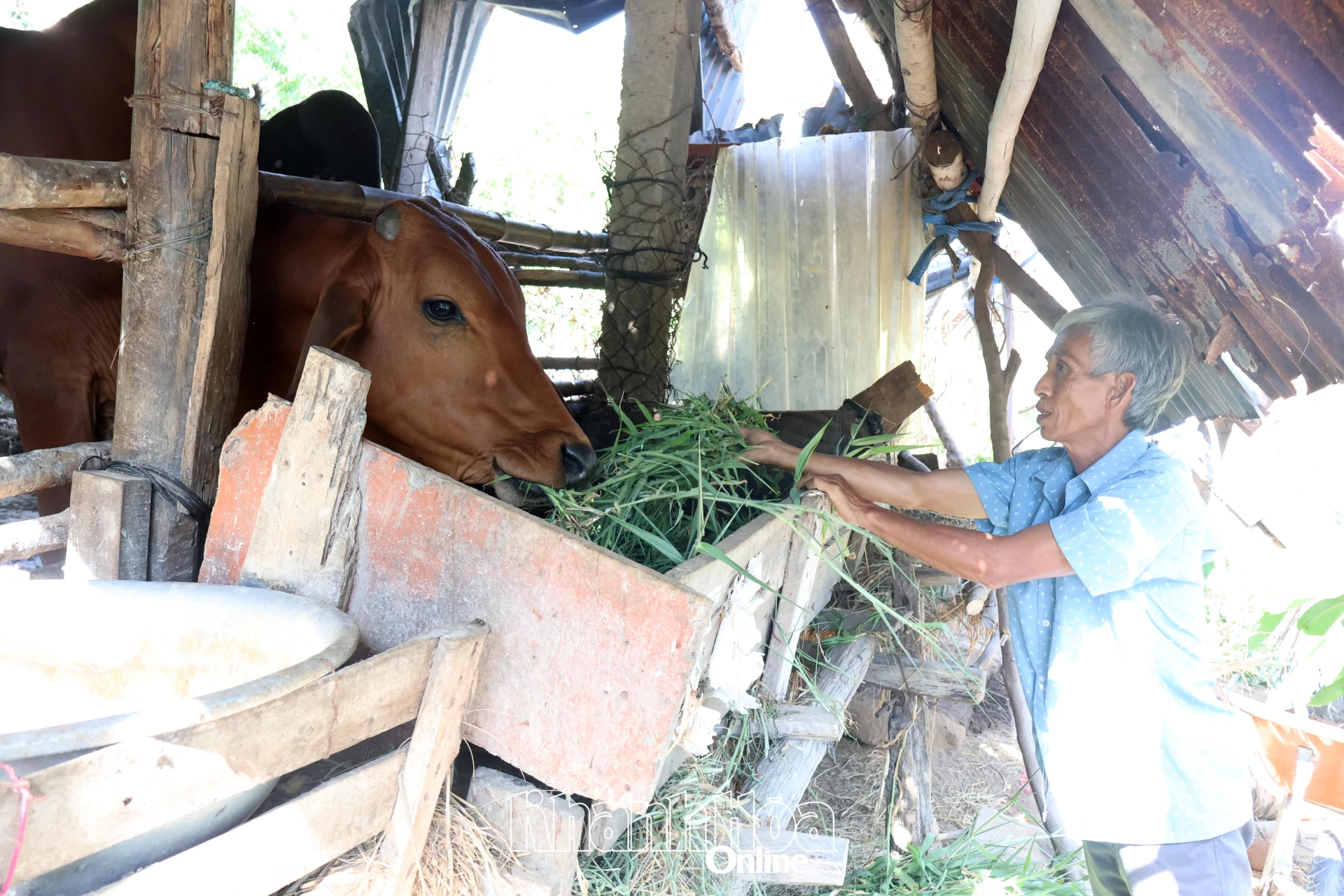 Ông Lê Văn Định chăm sóc bò của gia đình.