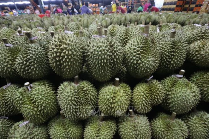 Thái Lan ngăn chặn sầu riêng non thâm nhập thị trường