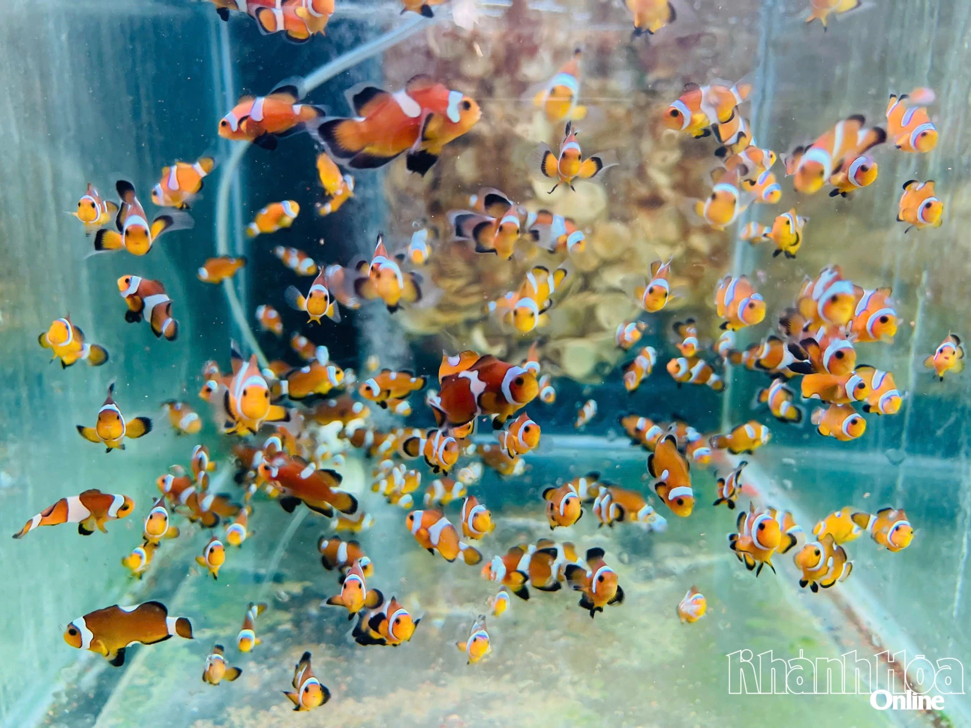 Cá nemo được nghiên cứu, sinh sản tại Bảo tàng Hải dương học.