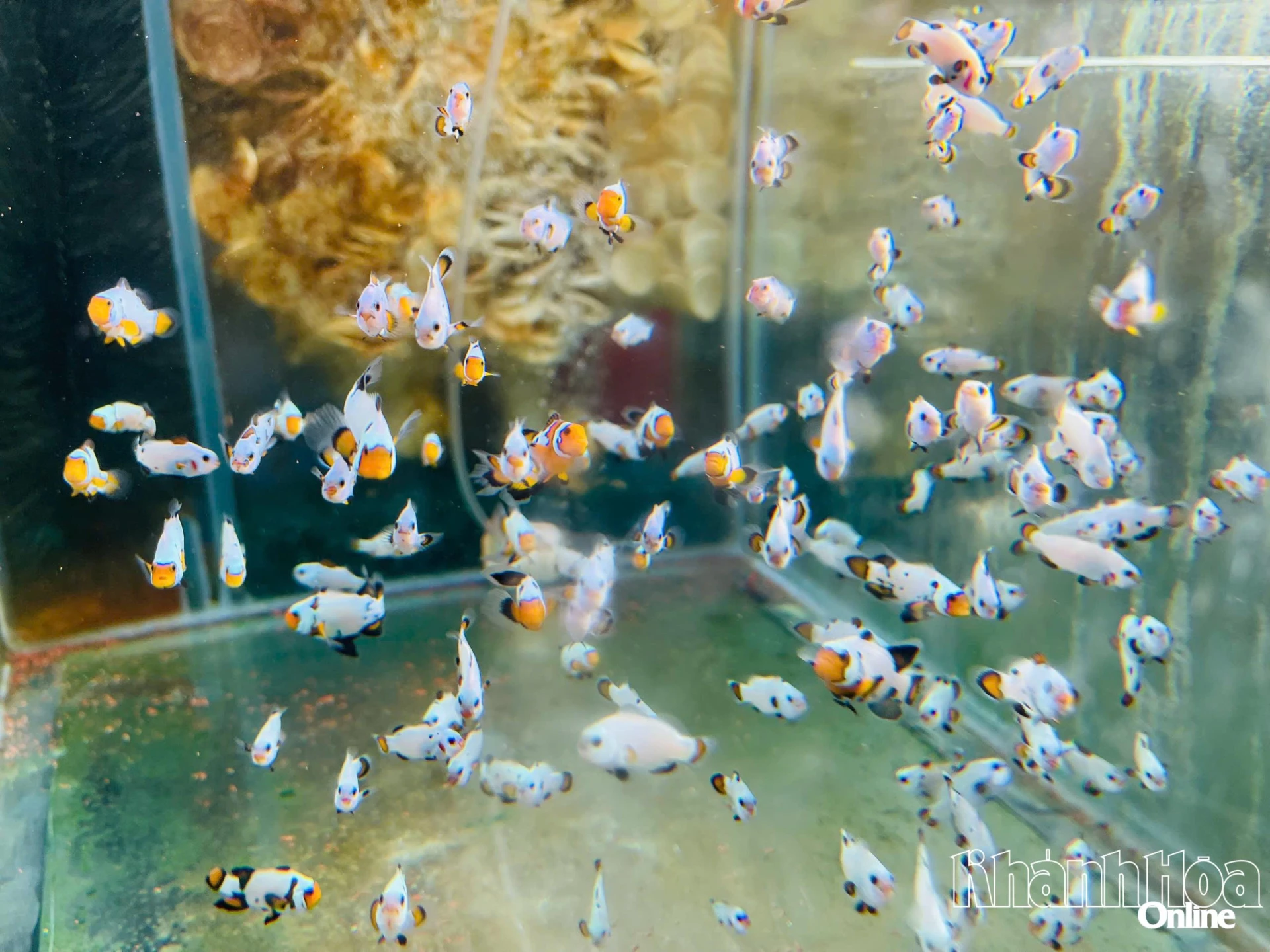 Dòng cá nemo đột biến.
