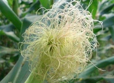 7 món ăn bài thuốc có râu ngô