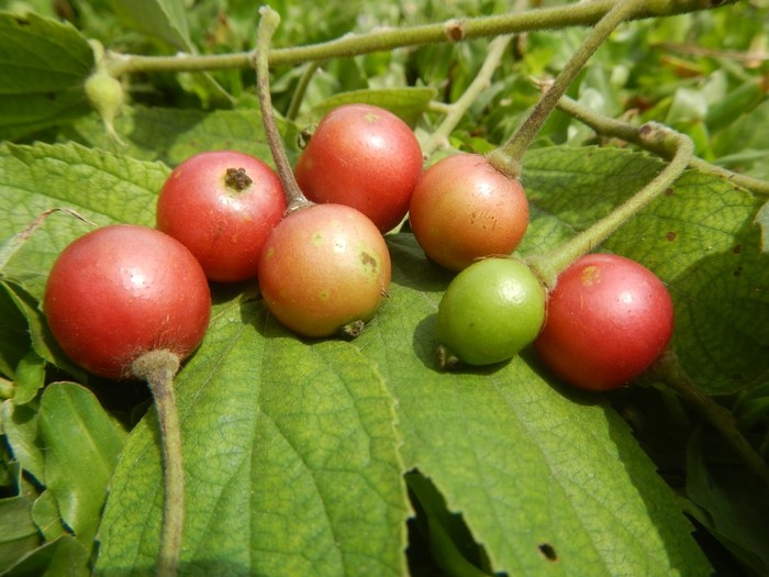 5 lợi ích của quả trứng cá đối với sức khỏe