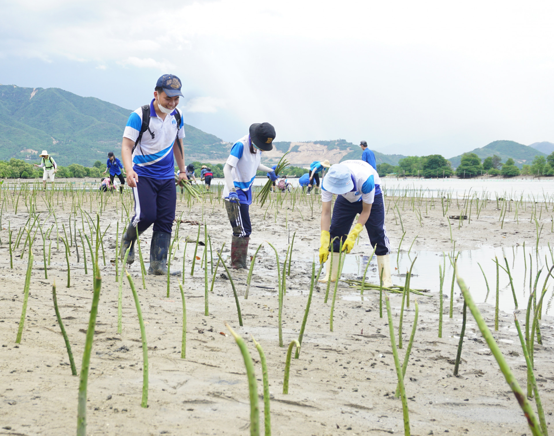Sinh viên Trường Đại học Nha Trang trồng đước phục hồi rừng ngập mặn ven sông Tắc