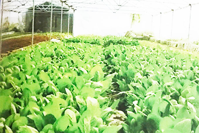 Ra mắt Câu lạc bộ Chủ trang trại - doanh nghiệp Ninh Hòa