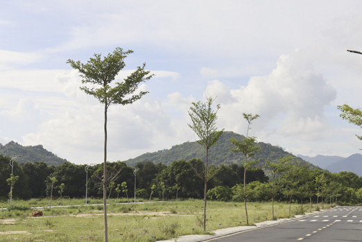 Huyện Cam Lâm: Tạm dừng giải quyết hồ sơ chuyển đổi mục đích sử dụng đất