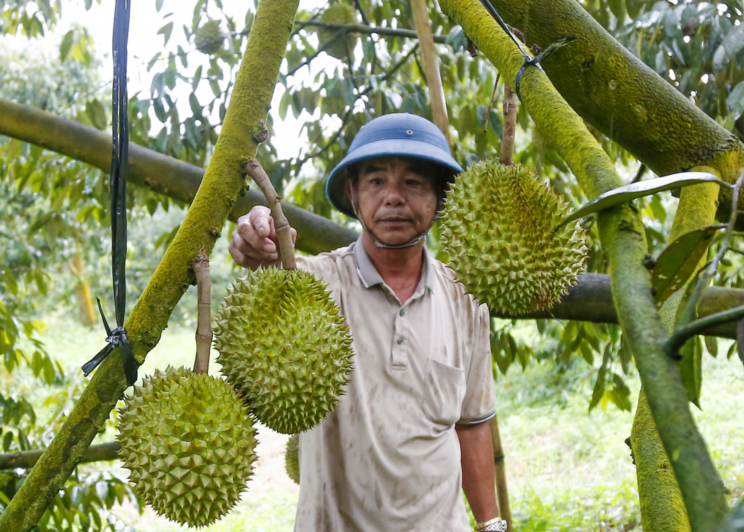 Farmer Mai Van Khang in Khanh Son taking care of durians.