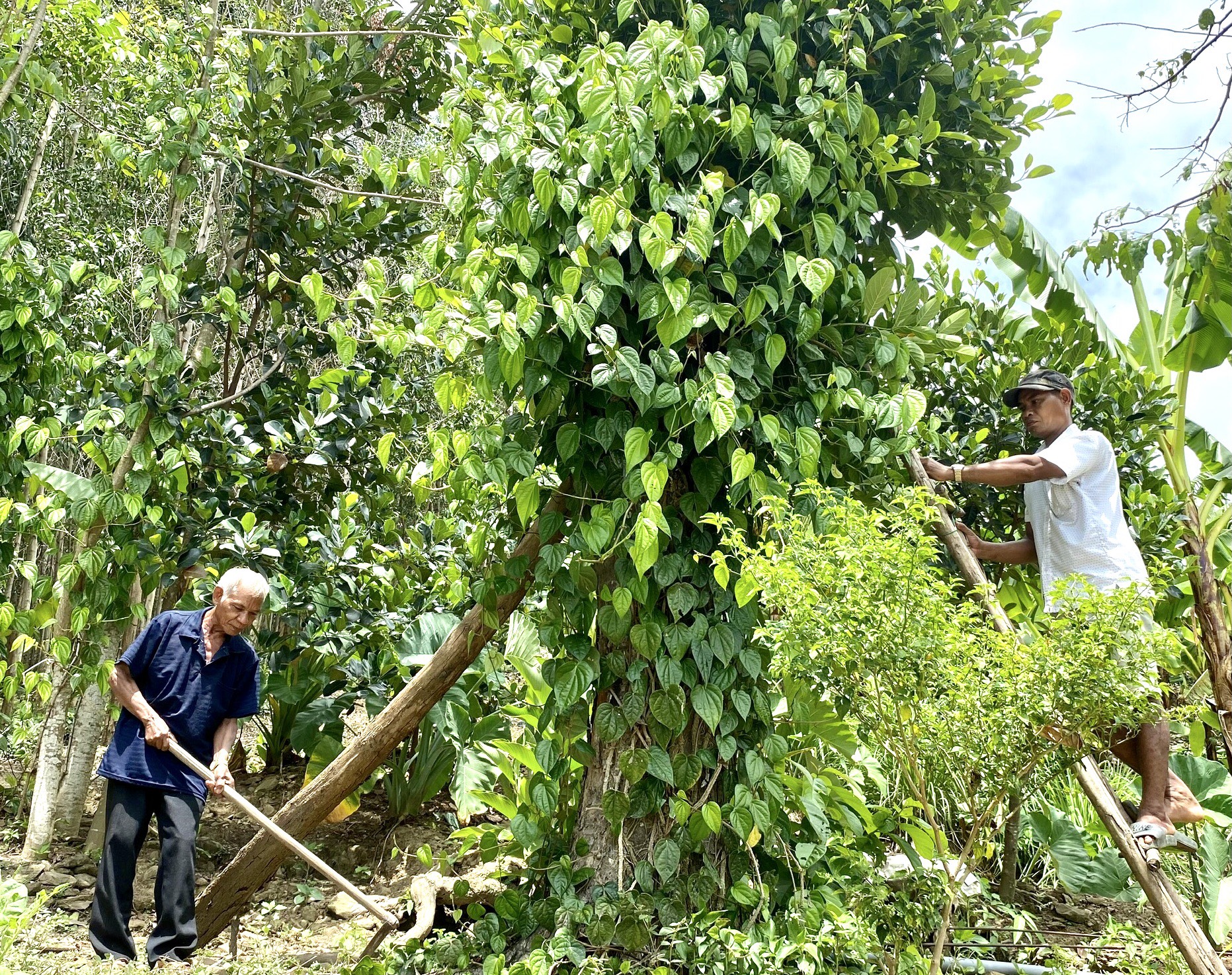 Ông Cao Xà Ngân và con trai chăm sóc vườn cây của gia đình
