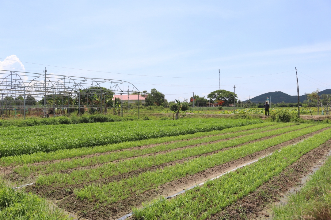 Khu vực cánh đồng thôn Quang Đông (xã Ninh Đông) nơi diện tích đất được cấp không trùng với sổ đỏ.