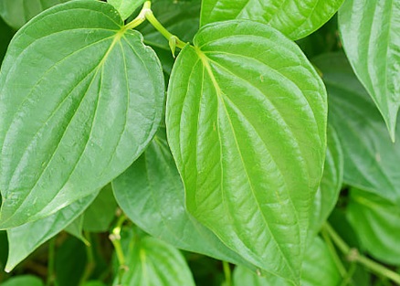 Lợi ích khi nhai lá trầu không vào buổi tối