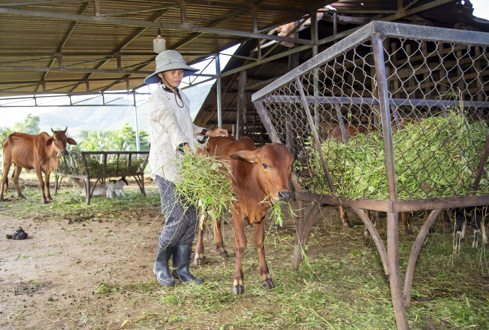 Người dân thôn Suối Sâu, Ninh Tân chăm sóc đàn bò