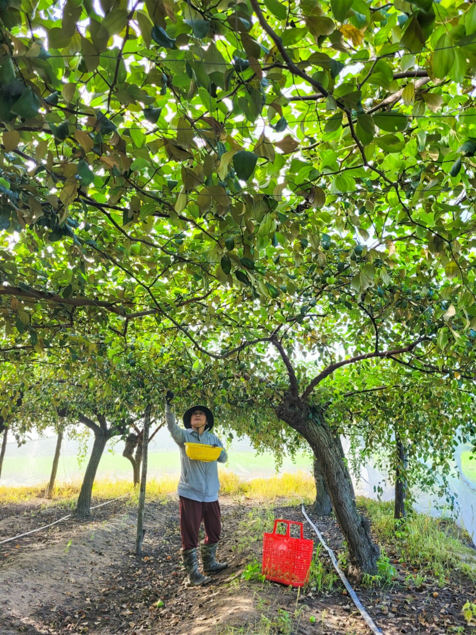 Bà Lê Thị Kim Hồng thu hoạch táo.