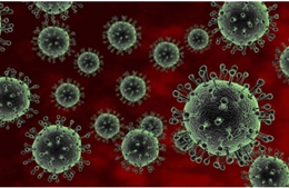 WHO cảnh báo ca nhiễm virus H5N2 đầu tiên ở người tử vong do nhiều yếu tố