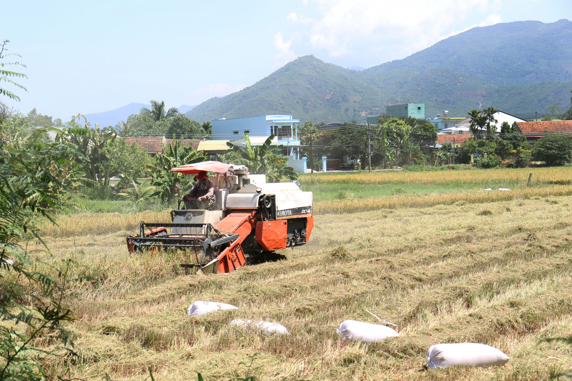 Thu hoạch lúa tại thôn Phú Bình.