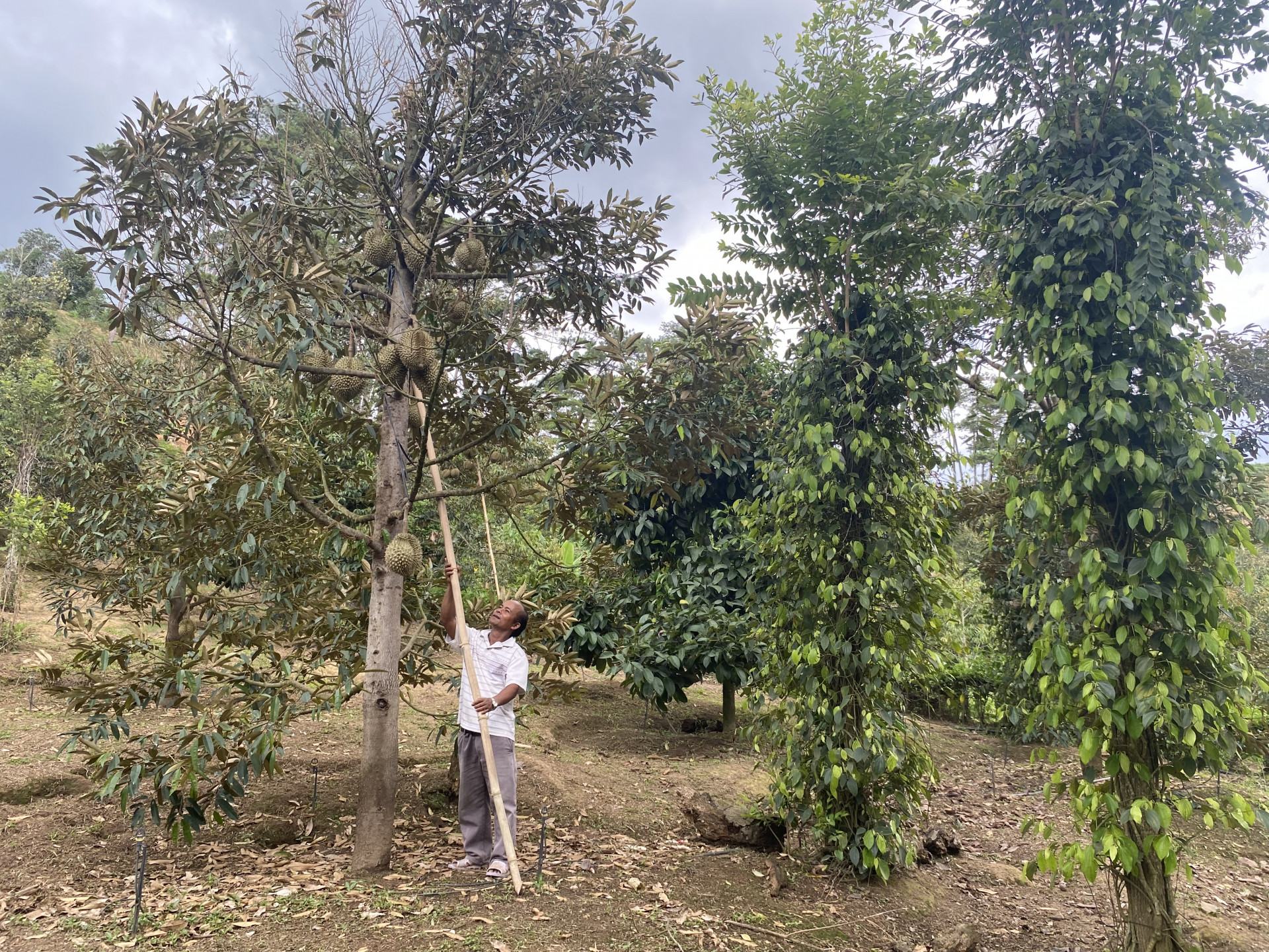 Durian garden intercropped with mangosteen and pepper of Bo Bo Khas family.