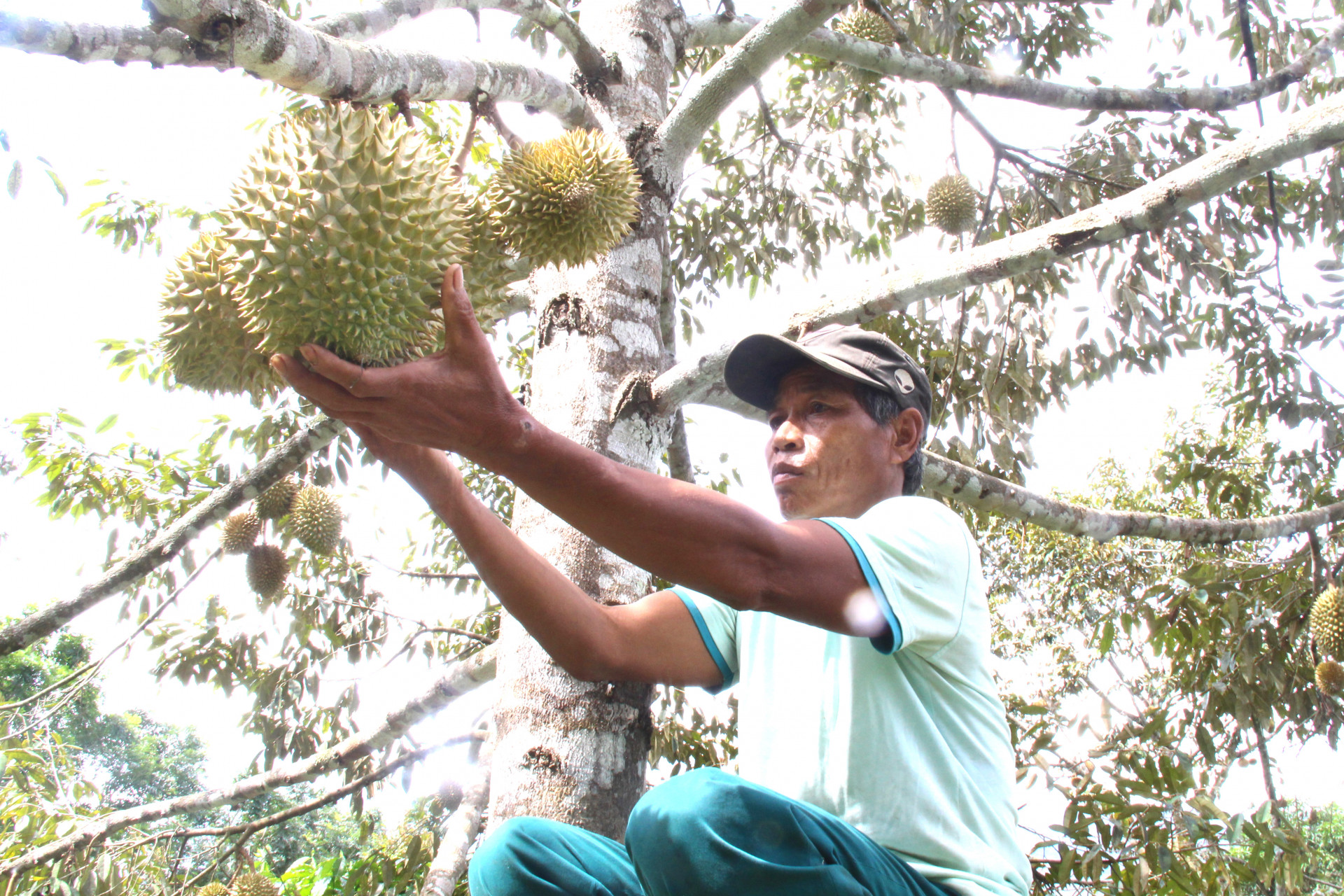 Đời sống của đồng bào dân tộc thiểu số Raglai ở Khánh Sơn ngày càng nâng cao nhờ trồng sầu riêng