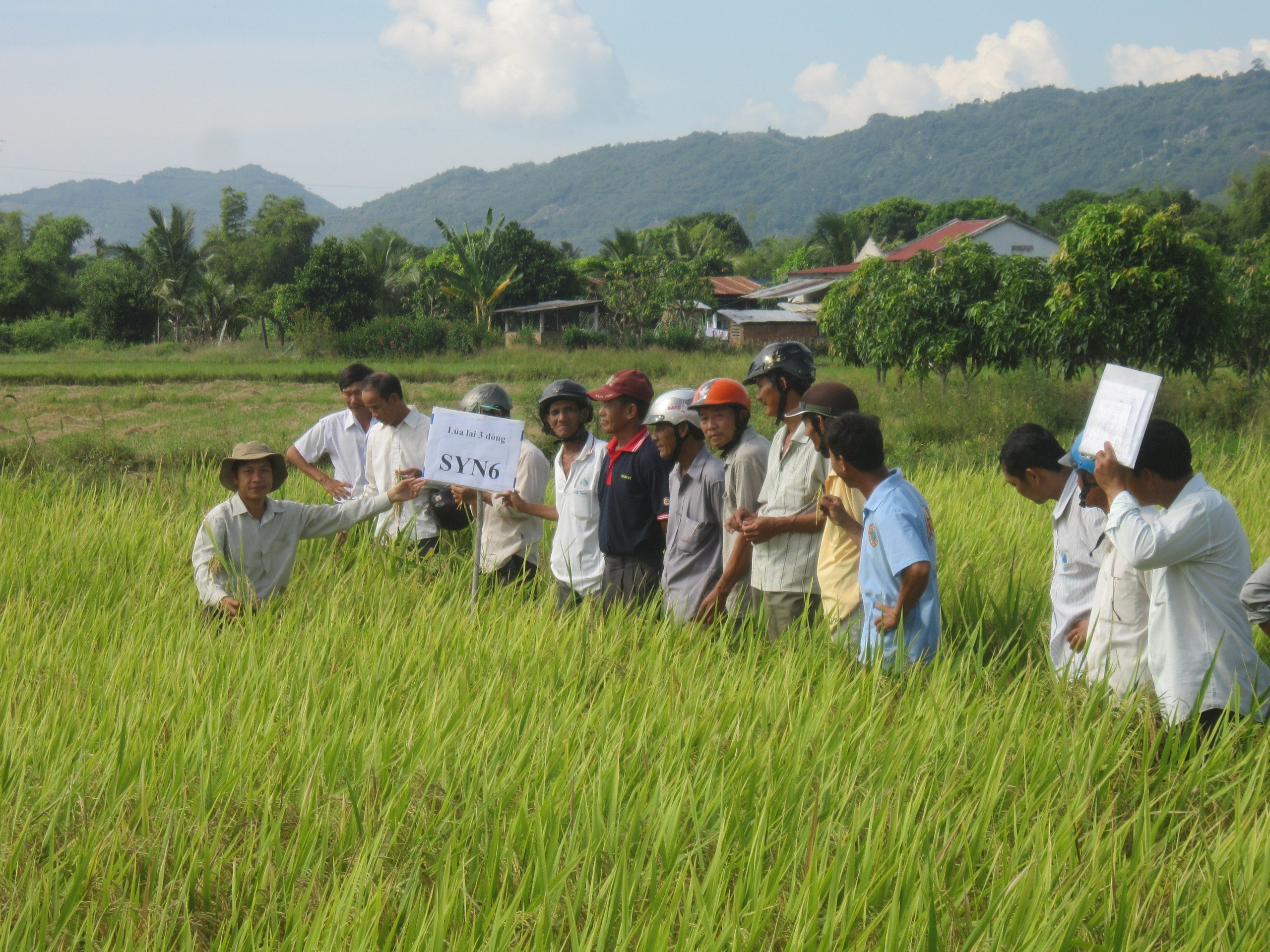 Người dân tham quan mô hình trình diễn giống lúa mới