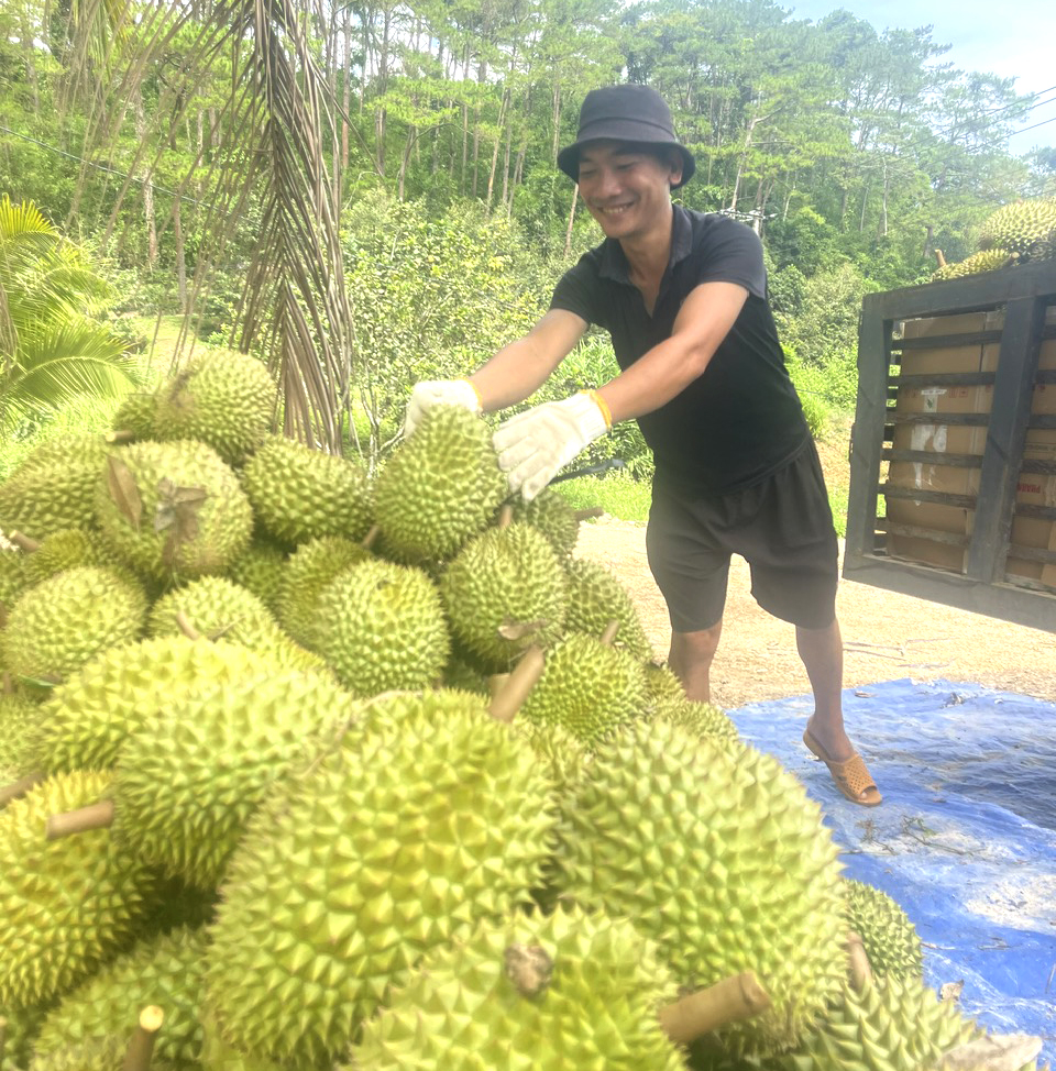 Nông dân huyện Khánh Sơn vui mừng khi sầu riêng năm nay được mùa, được giá.
