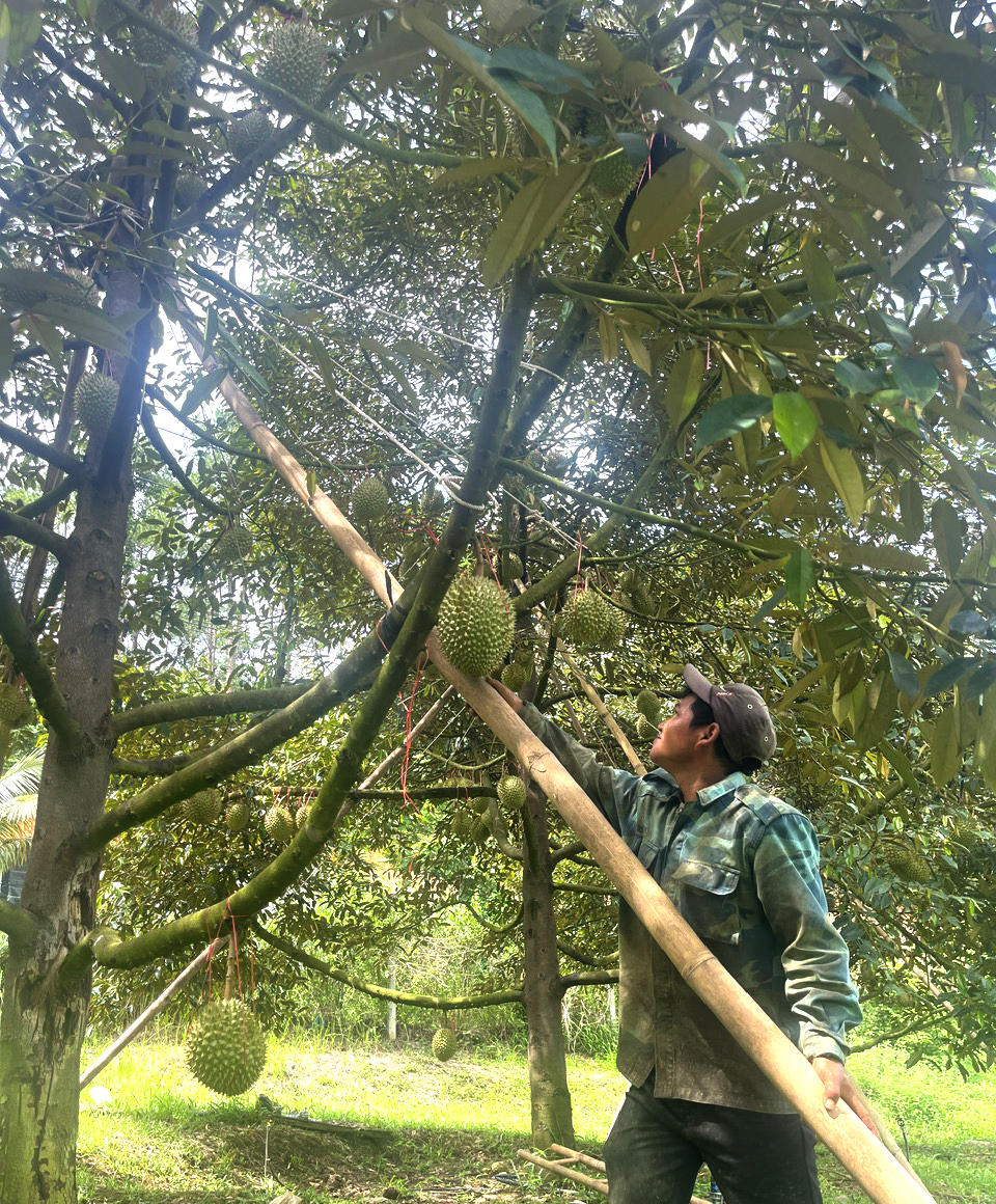 Nông dân chống cành cho cây sầu riêng.	