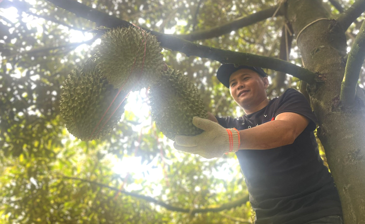 Sầu riêng là loại trái cây nghìn tỷ 
của huyện Khánh Sơn.
