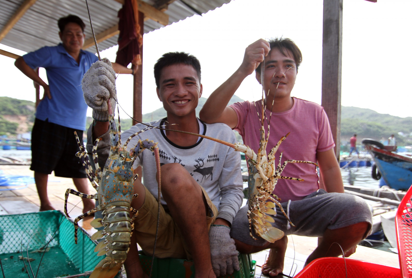 Thu hoạch tôm hùm ở Bình Ba (xã đảo Cam Bình, TP. Cam Ranh)
