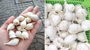 Để có được hũ tỏi phi ngon thì trước tiên bạn cần chọn được loại tỏi thích hợp.