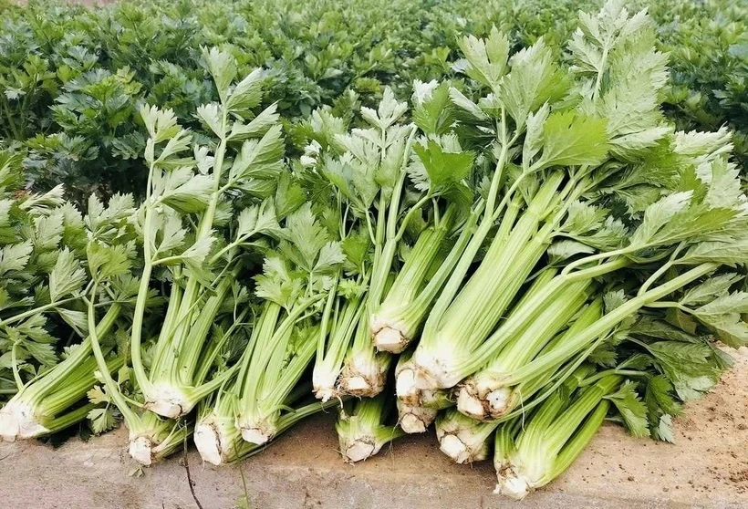 Tác dụng tuyệt vời có thể bạn chưa biết của nước ép cần tây