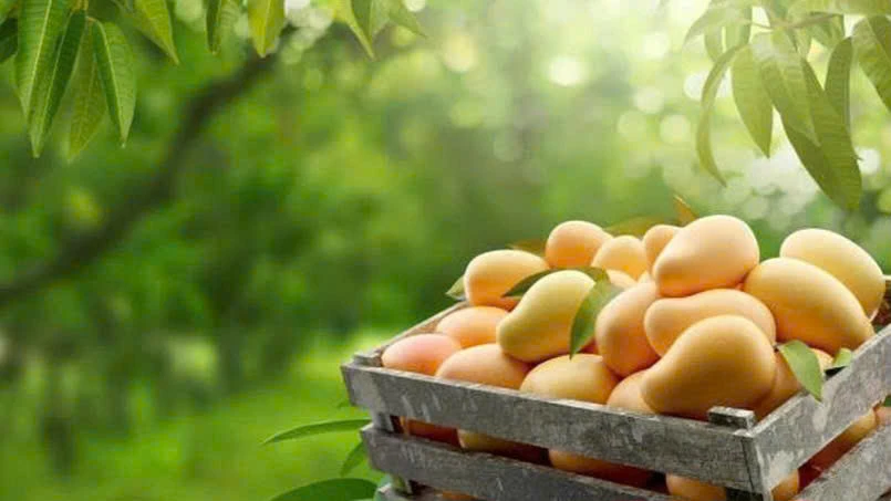 7 rủi ro sức khỏe nếu bạn ăn quá nhiều loại trái cây mùa Hè thơm ngon này