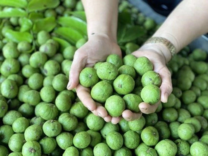 Quả sấu có nhiều lợi ích với sức khỏe