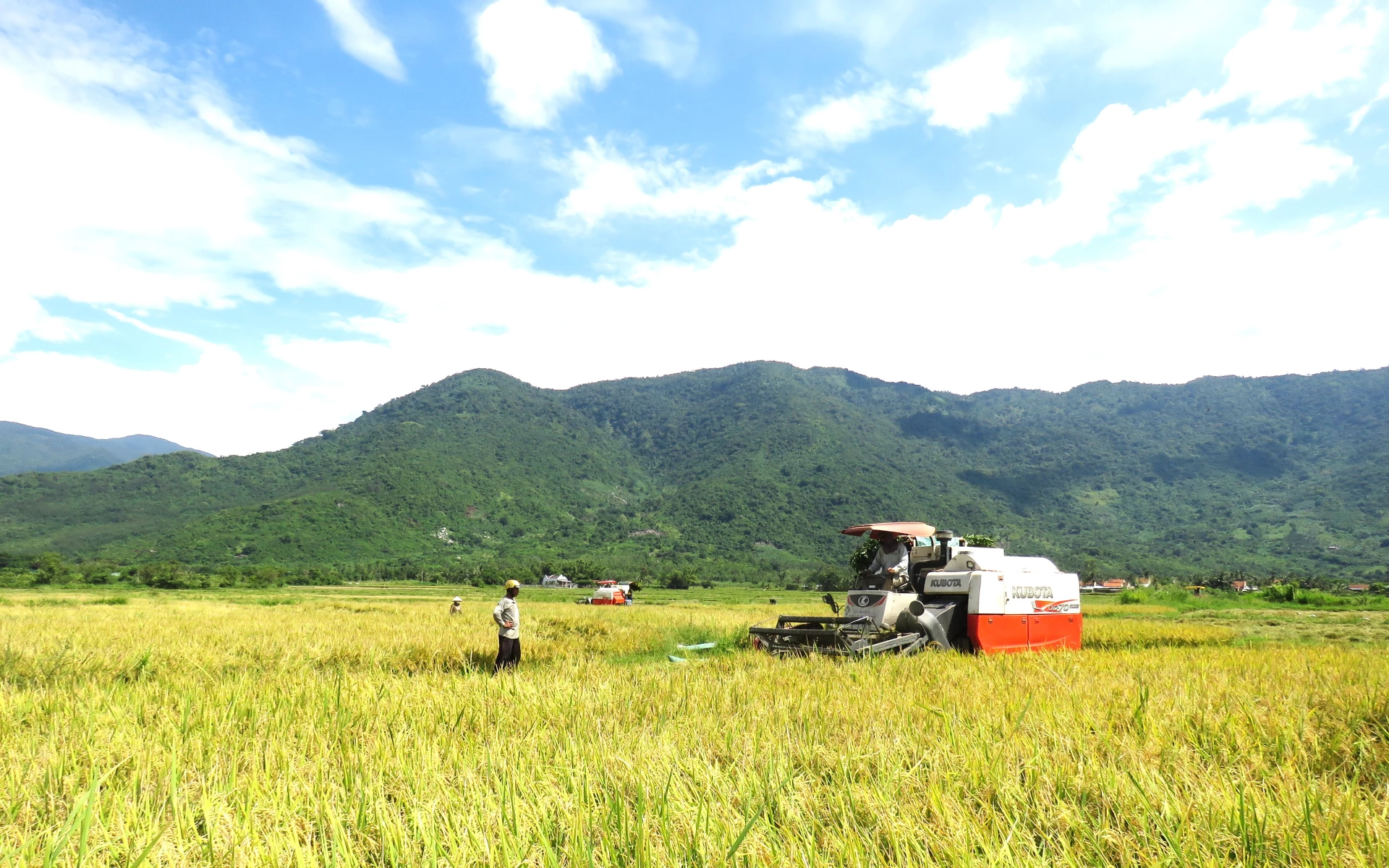 Nông dân xã Vạn Bình thu hoạch lúa hè thu

