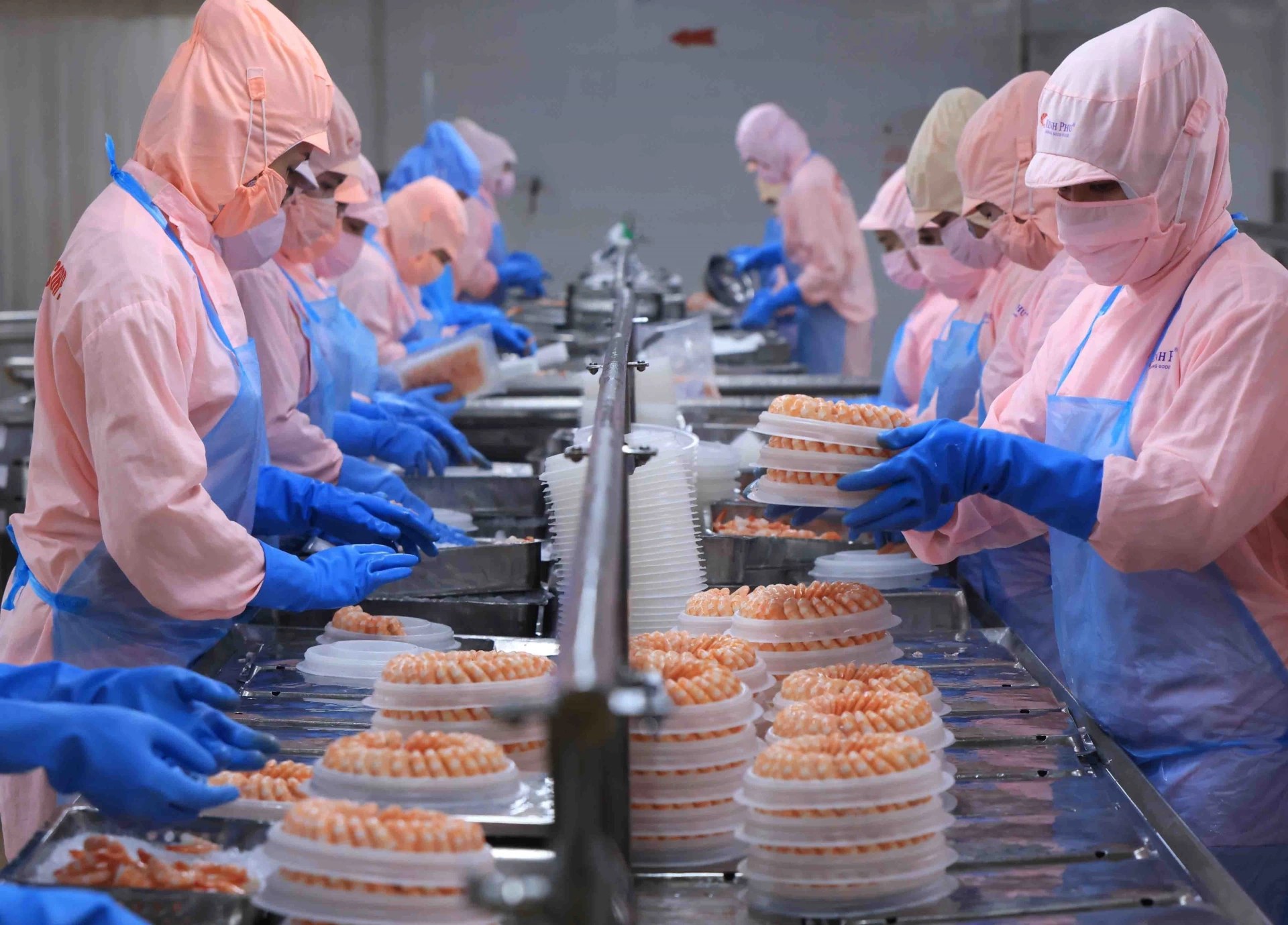 Dây chuyền chế biến tôm xuất khẩu ở nhà máy của Tập đoàn thuỷ sản Minh Phú_Ảnh: TTXVN

