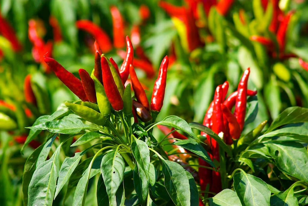 Ớt cay có tác dụng hỗ trợ quá trình lão hóa.