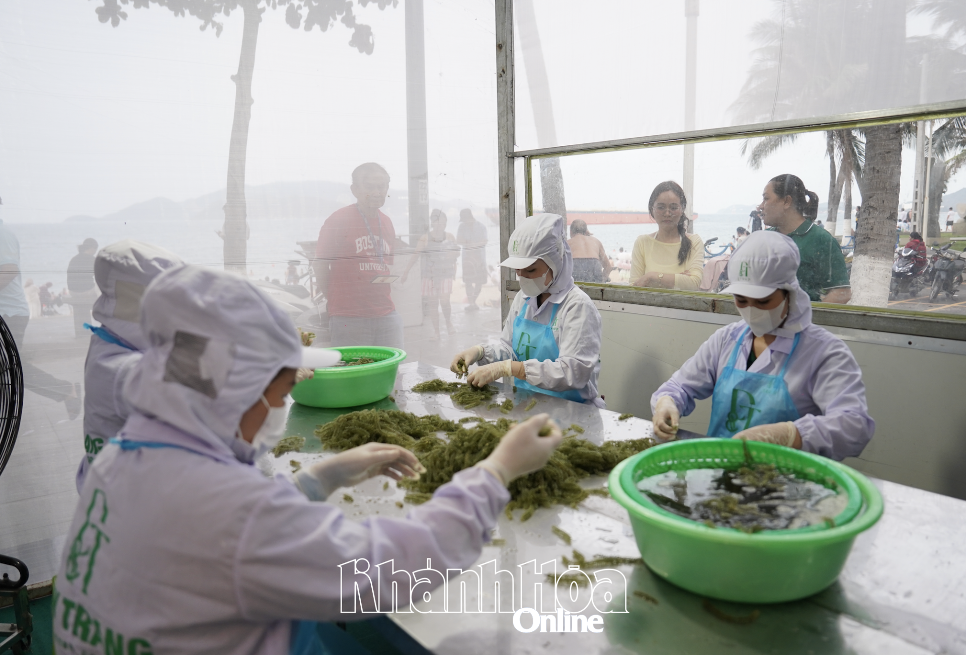 Cổ phần Rong biển DT Khánh Hòa tổ chức không gian trưng bày, trình diễn sản xuất rong nho 