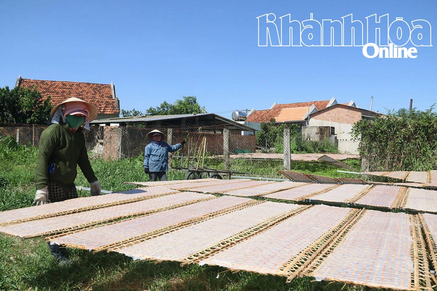 Nhân công phơi bánh tráng.