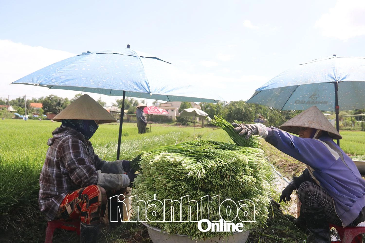 Công việc cắt hẹ tạo việc làm hàng ngày cho nhiều lao động nữ.