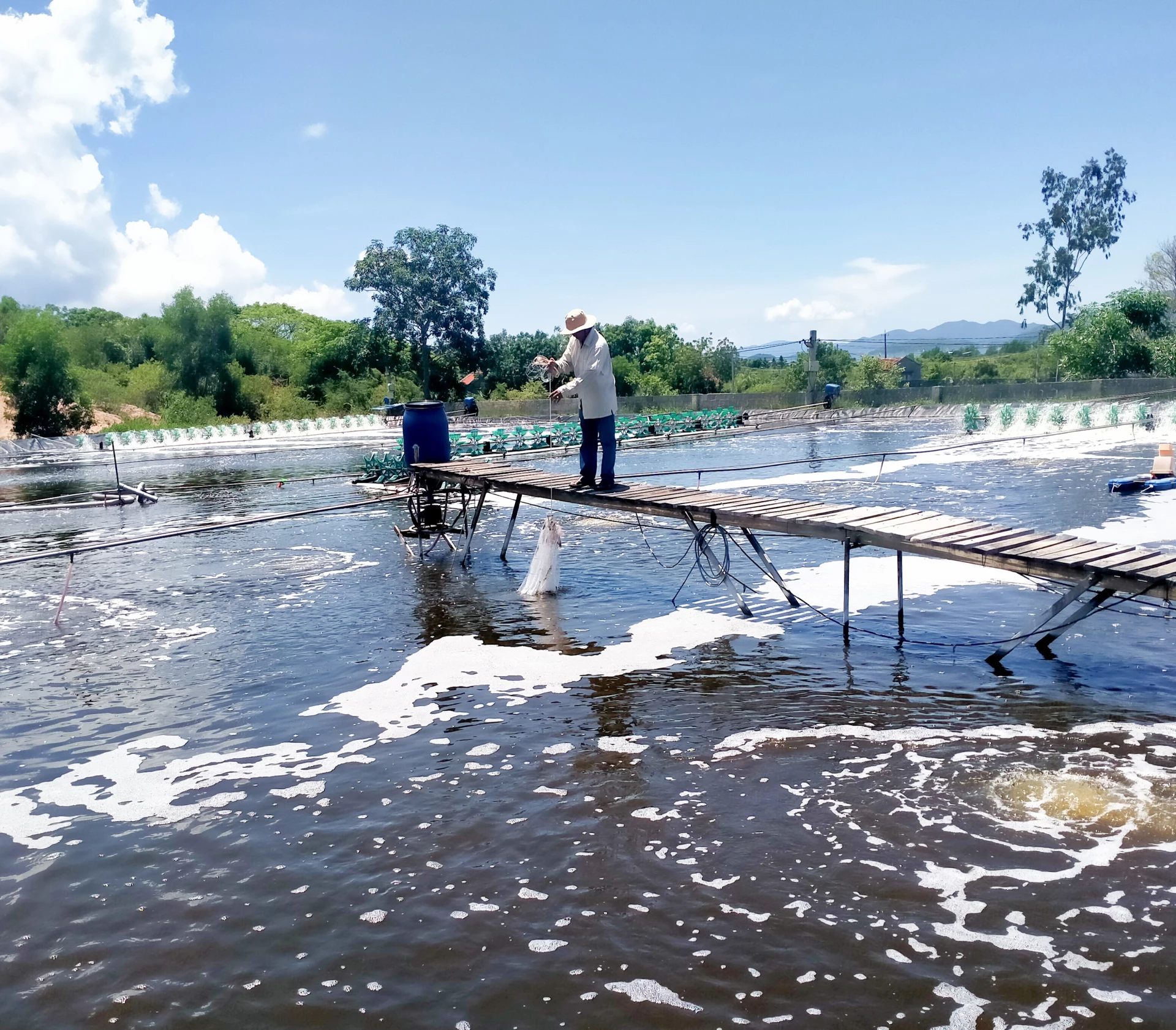 Giá tôm giảm mạnh hôm nay: Bài toán nan giải về chi phí và lợi nhuận của nông dân cuối Tháng 3 3 Nuôi tôm mùa nắng nóng: Người dân cần tuân thủ khuyến cáo - Báo Khánh Hòa điện tử