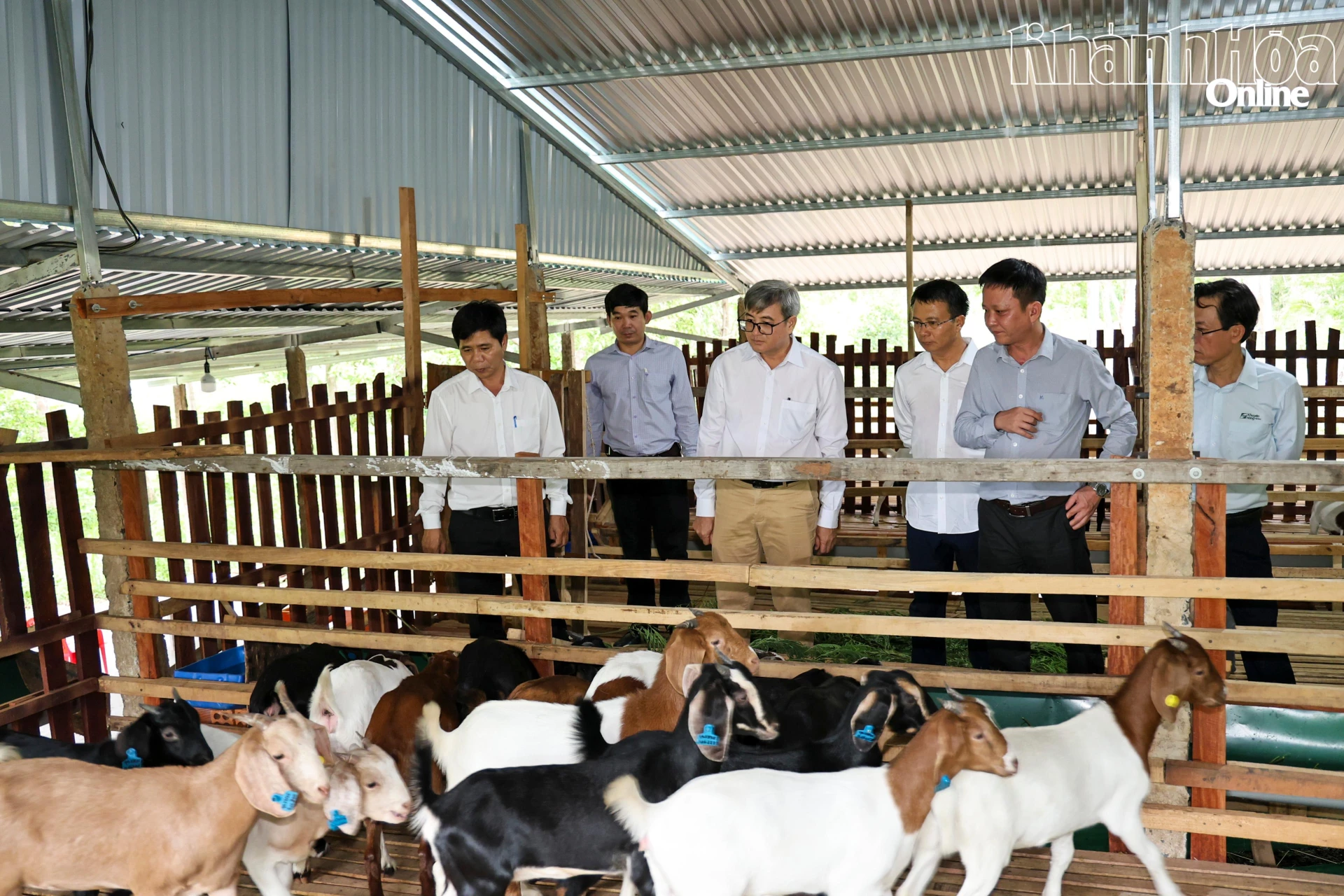 Khanh Hoa Provincial People’s Committee issues project to develop goat and sheep products into Halal products