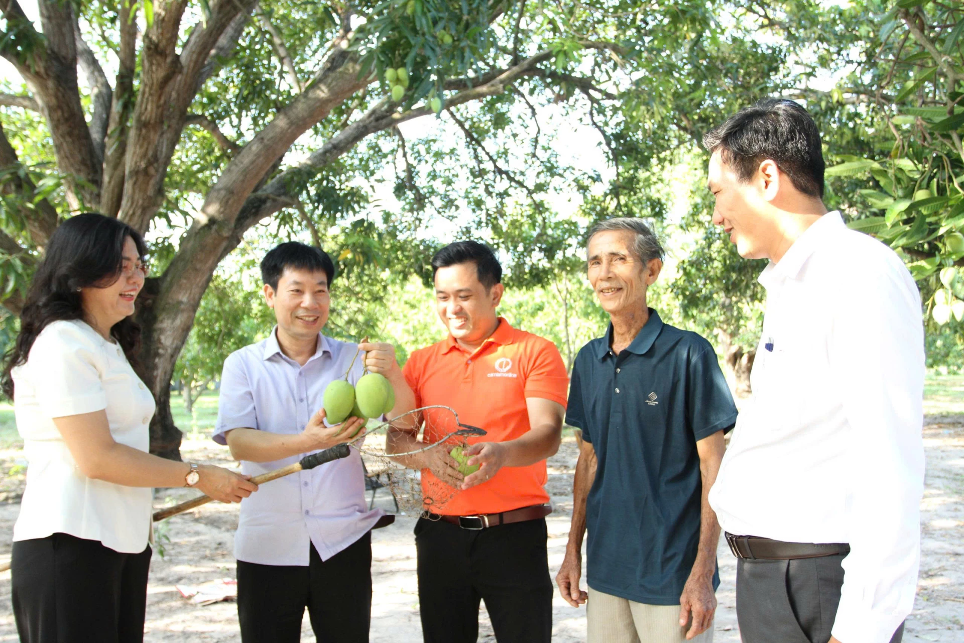 Đoàn công tác Hội Nông dân Việt Nam thăm mô hình xoài tại xã Cam Lâm