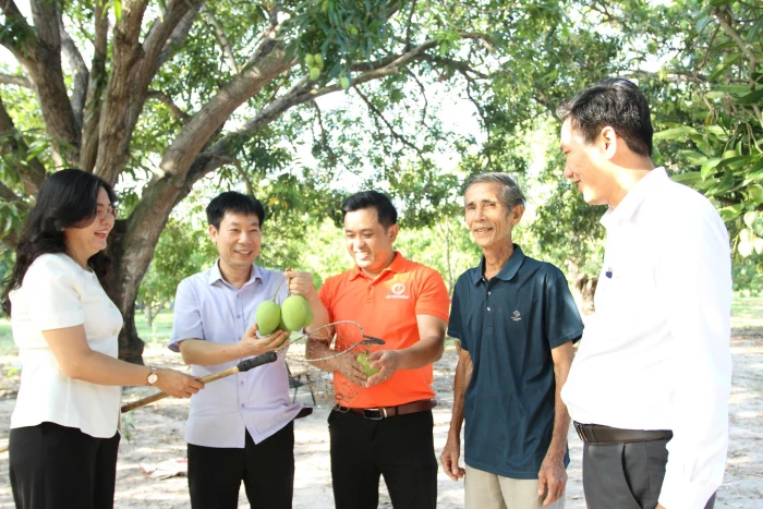 Đoàn công tác Hội Nông dân Việt Nam thăm mô hình xoài tại xã Cam Lâm