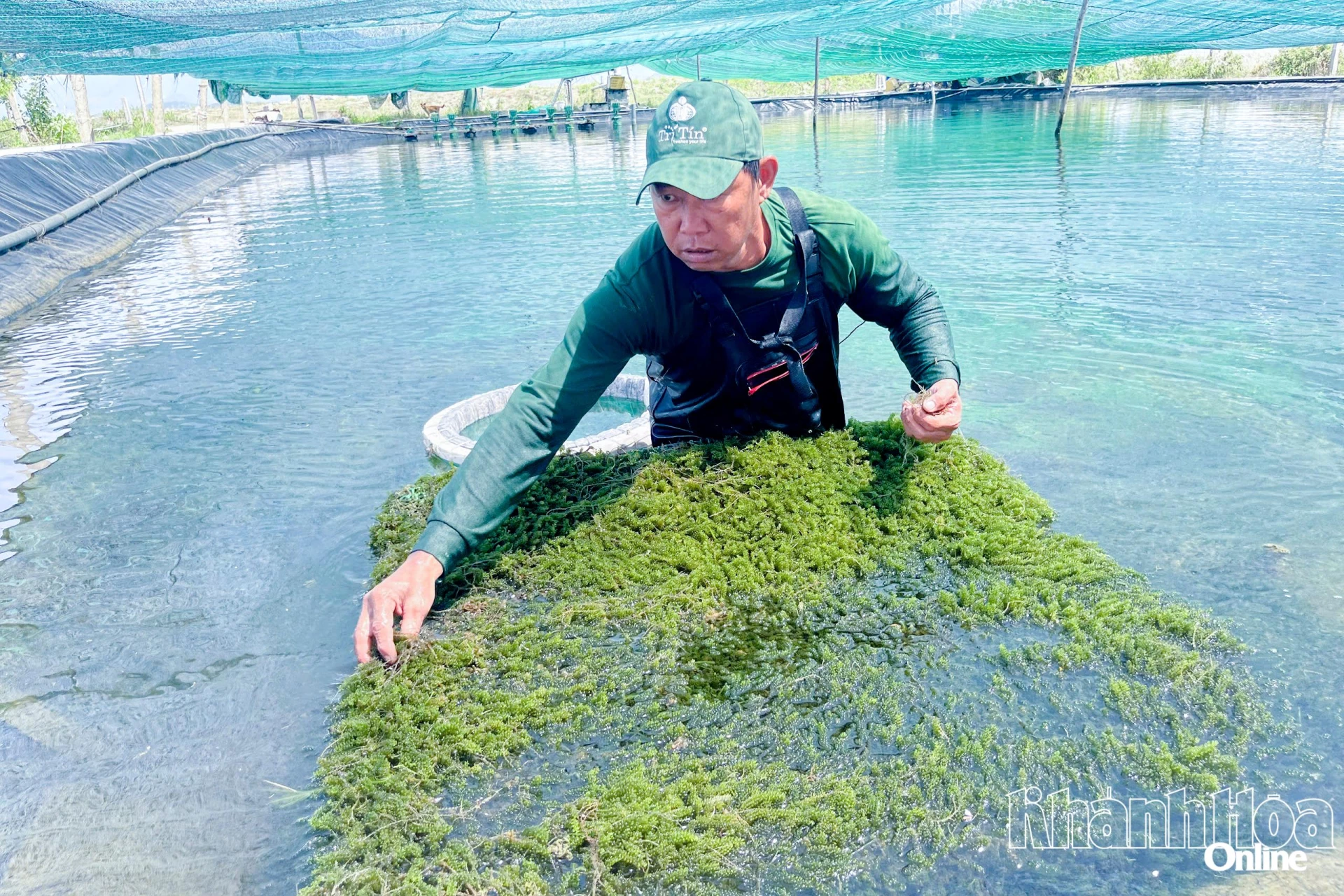 Người dân phường Đông Ninh Hòa thu hoạch rong nho. Ảnh: CÔNG ĐỊNH