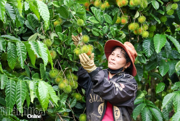 UBND tỉnh Khánh Hòa phê duyệt đề cương lập Đề án xây dựng nông thôn mới