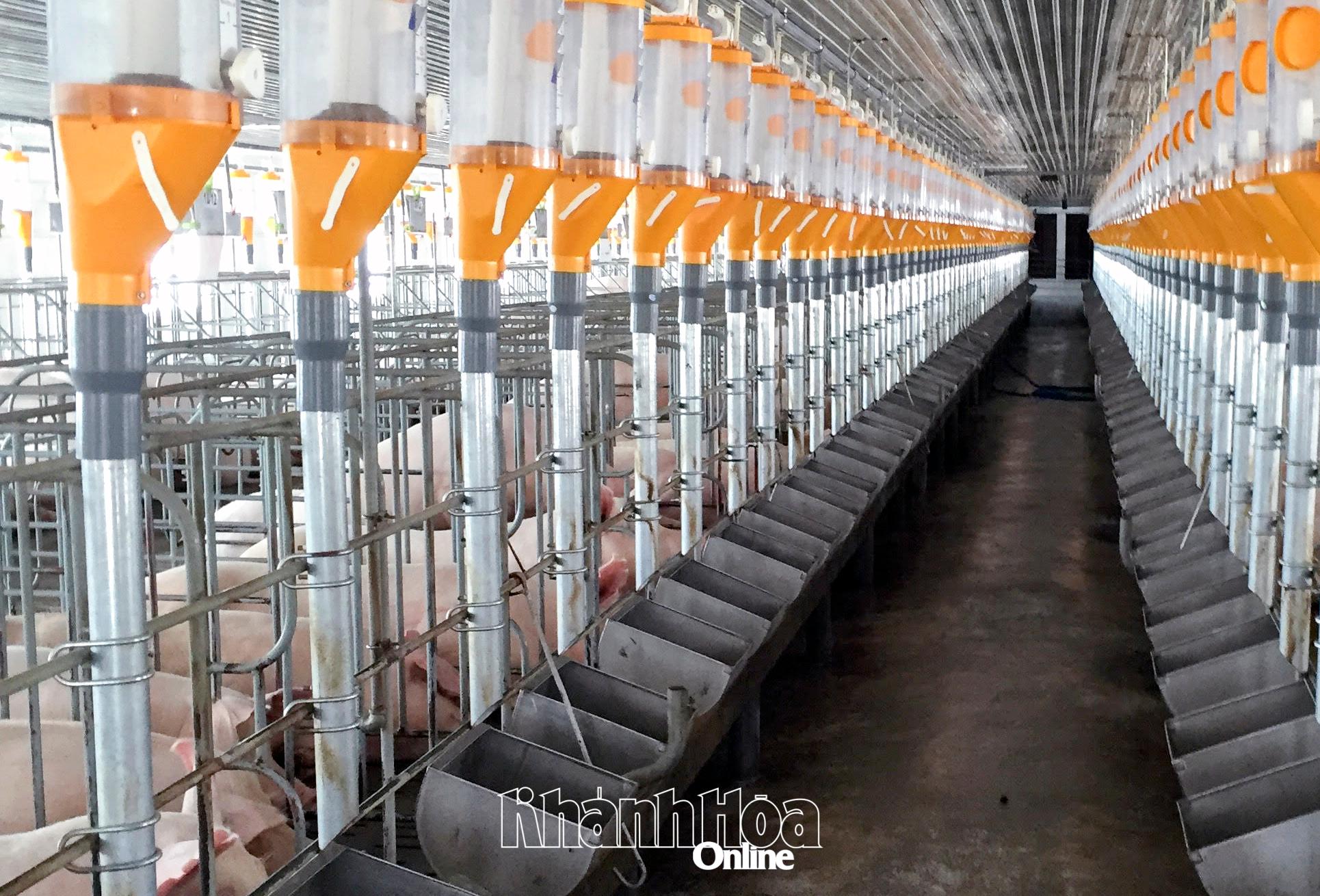 Bên trong một trang trại chăn nuôi heo quy mô lớn, an toàn dịch bệnh tại xã Trung Khánh Vĩnh.