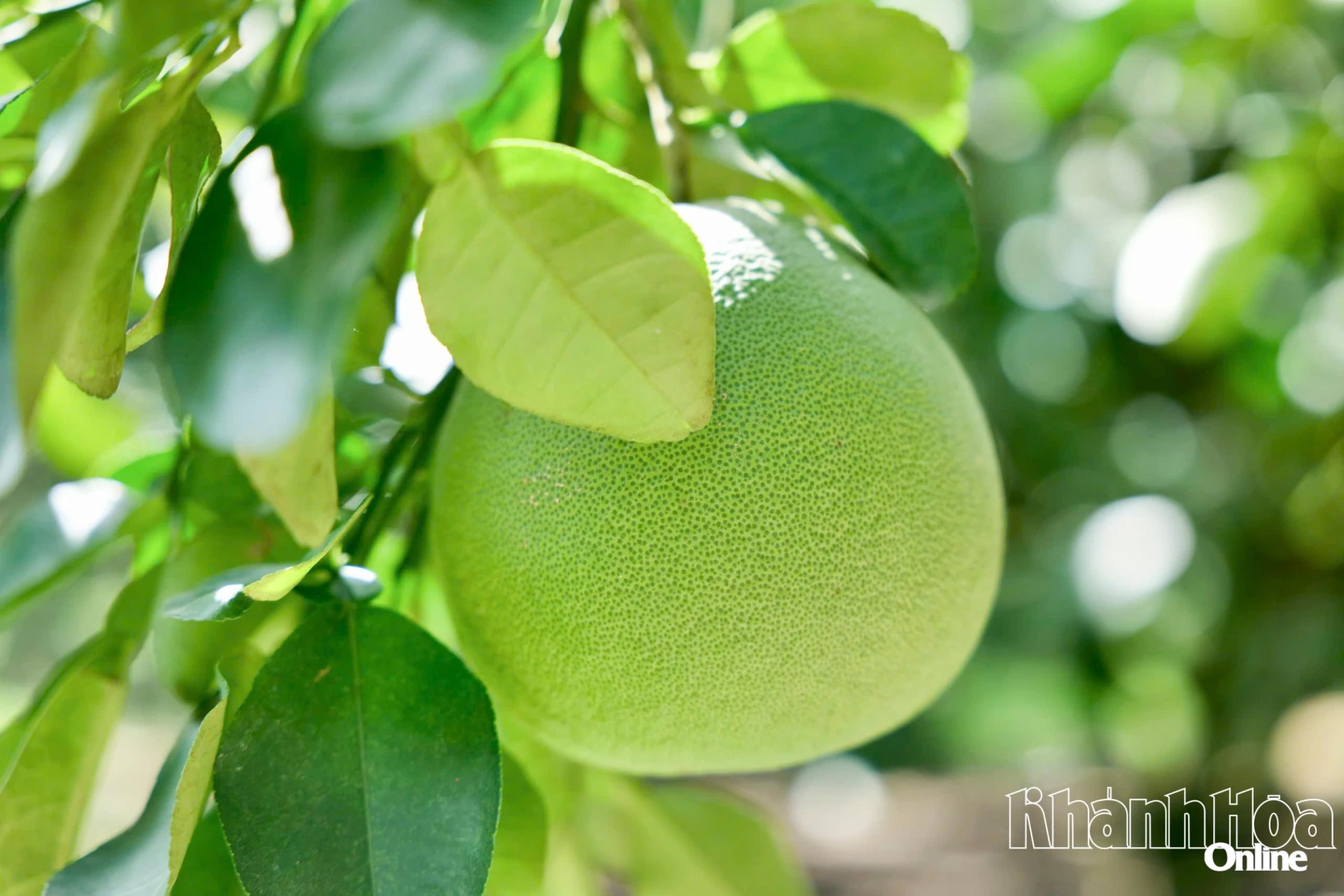 Bưởi da xanh là một trong những loại trái cây được du khách ưa chuộng khi đến Lâm Sơn.