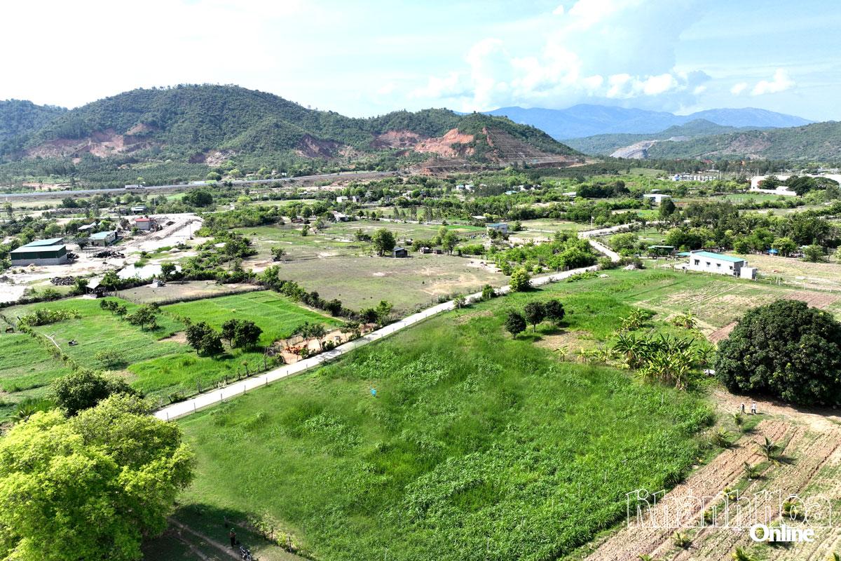 Những ruộng cỏ voi phủ xanh vùng đất bạc màu, bỏ hoang tại thôn Thịnh Sơn (xã Nam Cam Ranh).